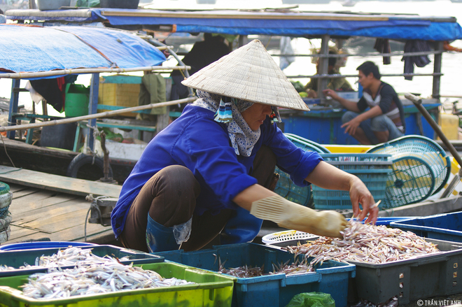 Peaceful morning in Cam Pha fisheries market